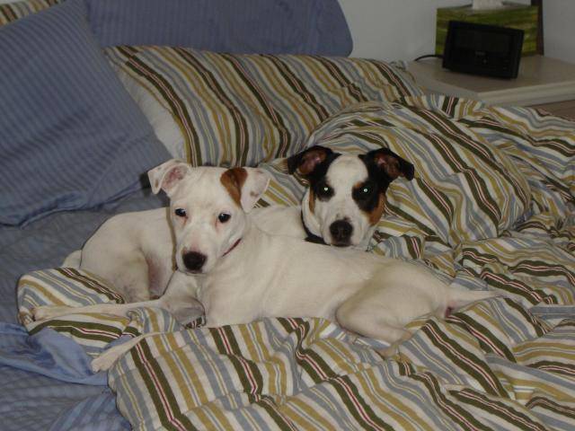 Jack Russell - Charlot et Archie - Jack Russell