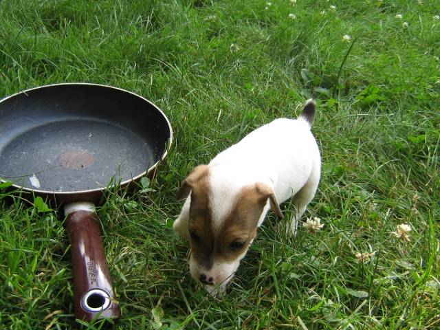 jack russell - Jack Russell