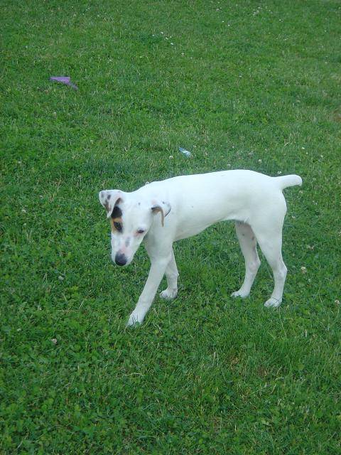 Bounty / Parson Jack Russell - Jack Russell