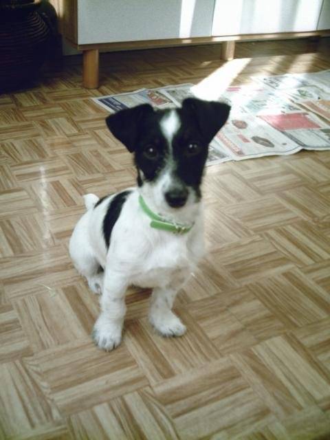 chopin jack russell - Jack Russell