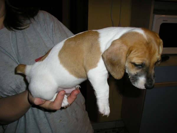 Jack Russell " CISKO" - Jack Russell