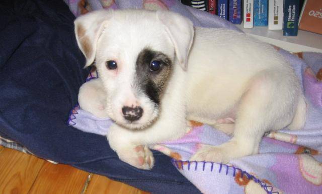 Jack russell - Whisky - Jack Russell