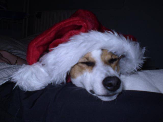 xena jack russell - Jack Russell