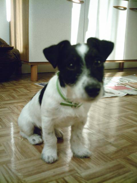 chopin jack russell - Jack Russell