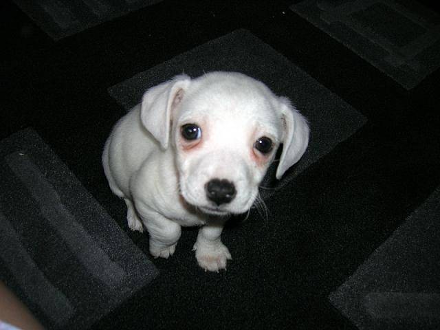mon petit chiot jack russell terrier caline - Jack Russell