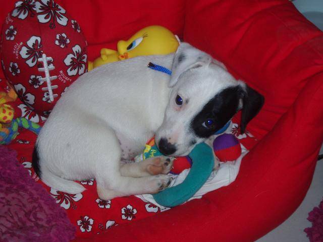 jack russell COSMO - Jack Russell