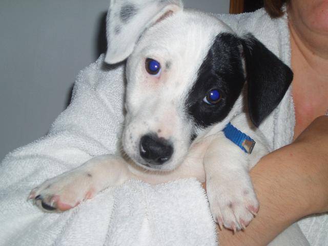 jack russell COSMO - Jack Russell