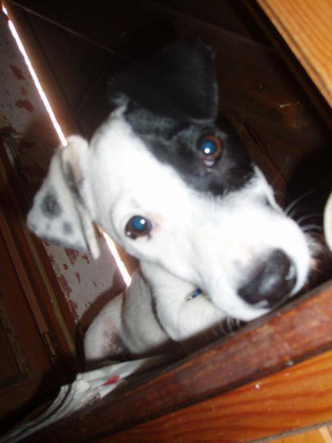 jack russell COSMO - Jack Russell
