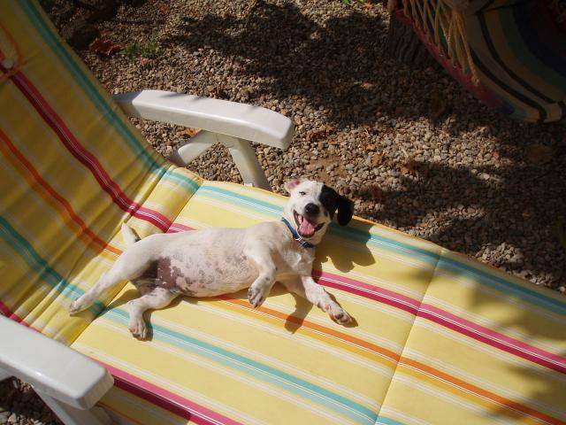 jack russell COSMO - Jack Russell