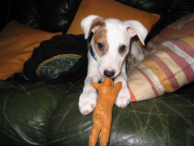 Cyrus, Jack Russell - Jack Russell