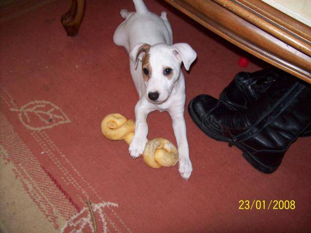 Cyrus, Jack Russell - Jack Russell