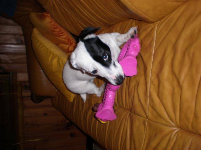 jack russell COSMO - Jack Russell
