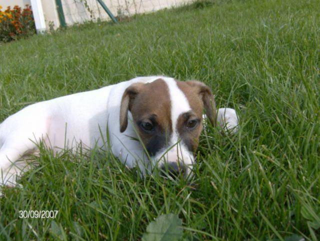 CASSIE jack russell - Jack Russell