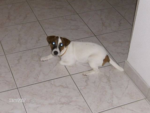 CASSIE jack russell - Jack Russell