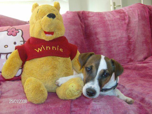CASSIE jack russell - Jack Russell