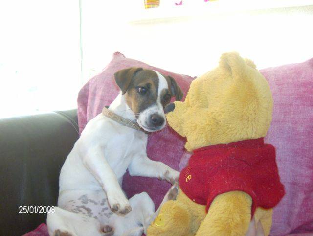 CASSIE jack russell - Jack Russell