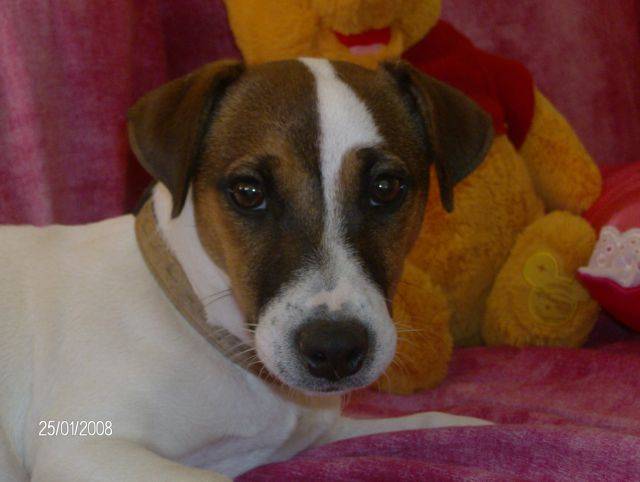 CASSIE jack russell - Jack Russell
