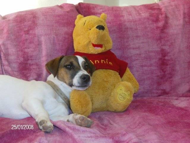 CASSIE jack russell - Jack Russell