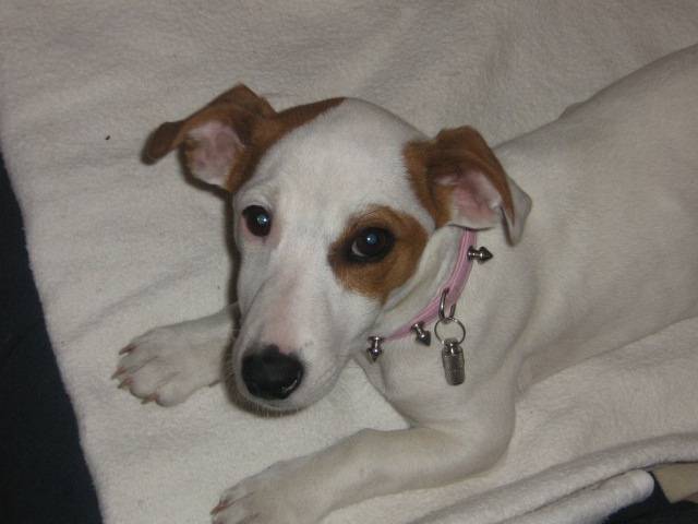 CHIPIE JACK RUSSELL - Jack Russell