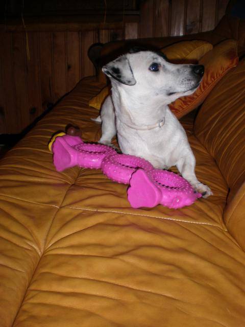 jack russell COSMO - Jack Russell