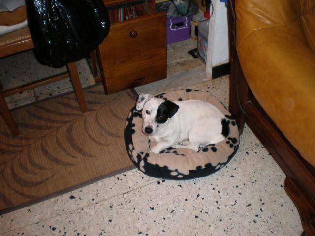 jack russell COSMO - Jack Russell