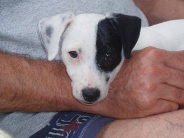 jack russell COSMO - Jack Russell
