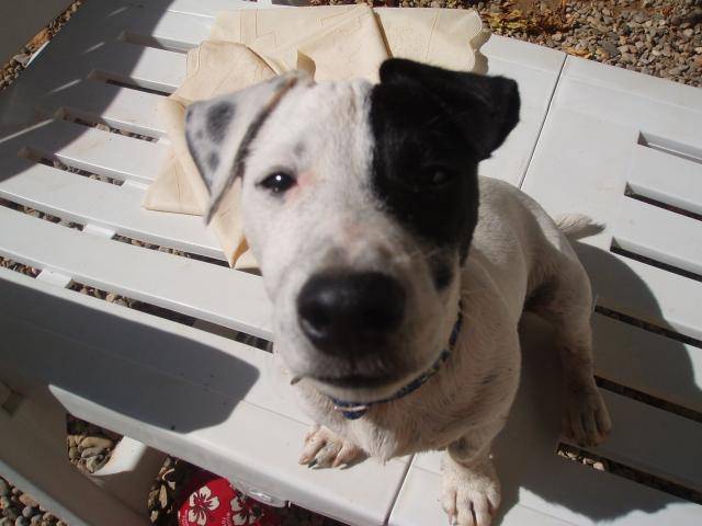 jack russell COSMO - Jack Russell