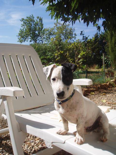 jack russell COSMO - Jack Russell