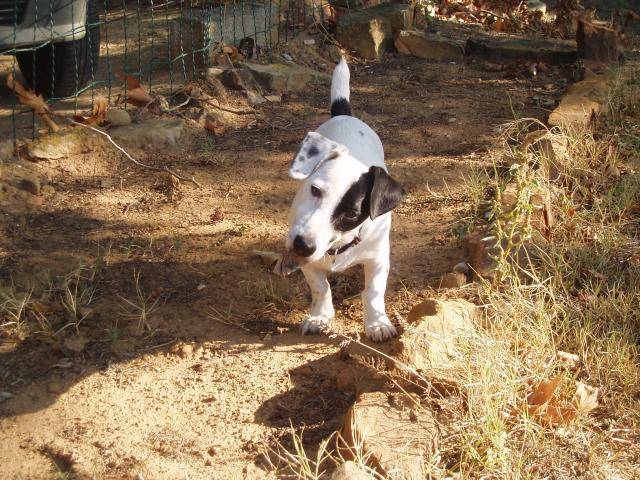 jack russell COSMO - Jack Russell