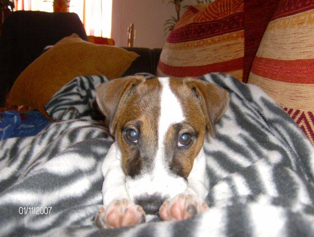 jack russell cassie - Jack Russell