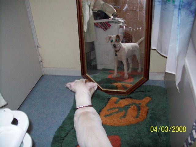 Cyrus, Jack Russell - Jack Russell