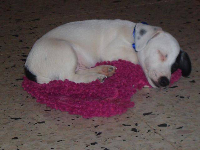 jack russell COSMO - Jack Russell