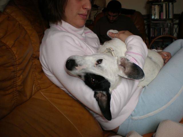 jack russell COSMO - Jack Russell