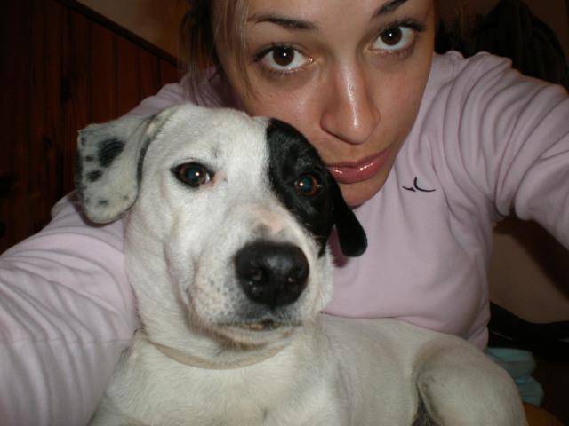 jack russell COSMO - Jack Russell
