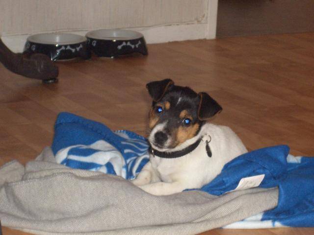 Jack Russell Costa - Jack Russell