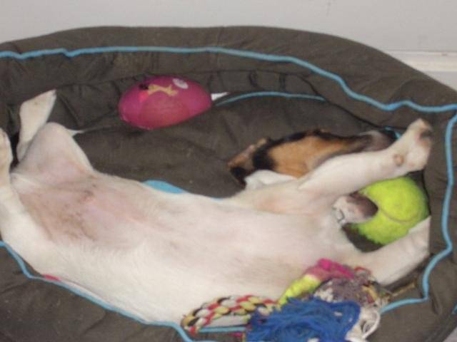 Jack Russell Costa - Jack Russell