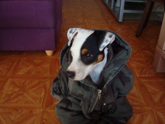 jack russell - Jack Russell