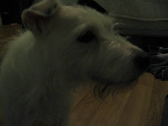 Mezange - Jack Russell (7 mois)