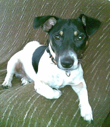 jack russell - Jack Russell