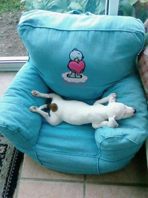 jack russell SHYVA - Jack Russell