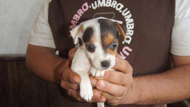 jack russell chiot 2 mois - Jack Russell (2 mois)