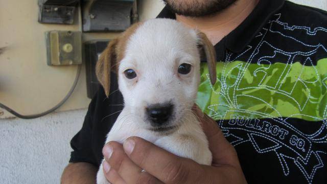CHIOT JACK RUSSELL 2 MOIS - Jack Russell (2 mois)