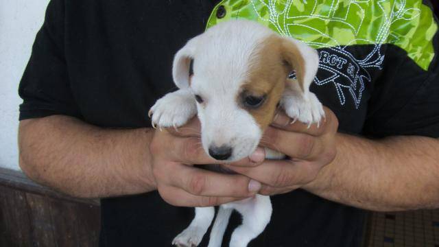 jack russell - Jack Russell