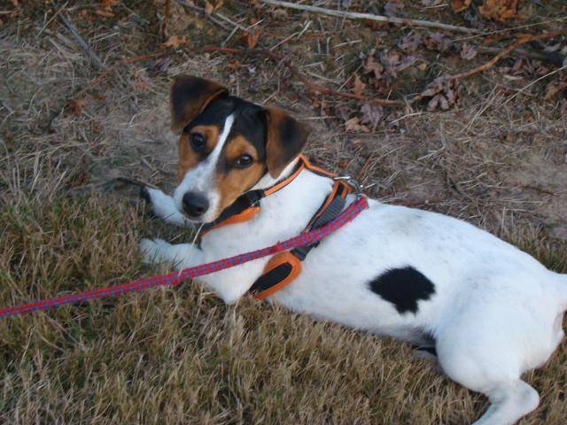 jack russell : EVE - Jack Russell