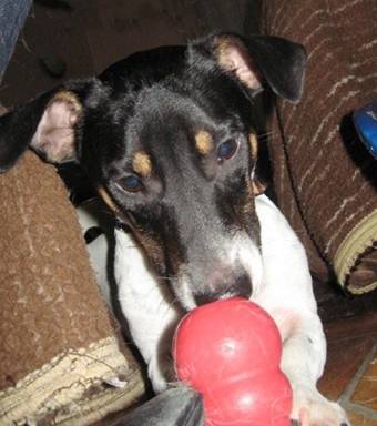 Jack russell - Jack Russell