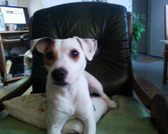 Cyrus, Jack Russell - Jack Russell