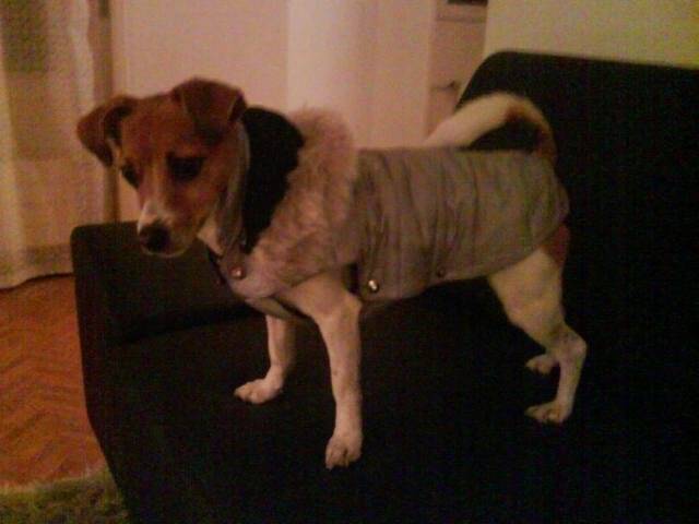 Jack Russell - SHIVA - Jack Russell