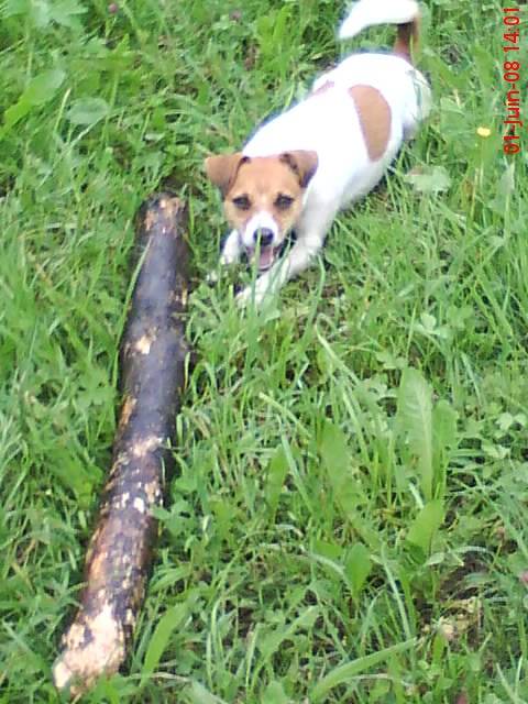 Jack Russell - SHIVA - Jack Russell