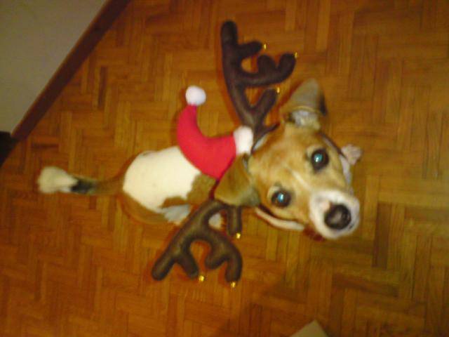 Jack Russell - SHIVA - Jack Russell