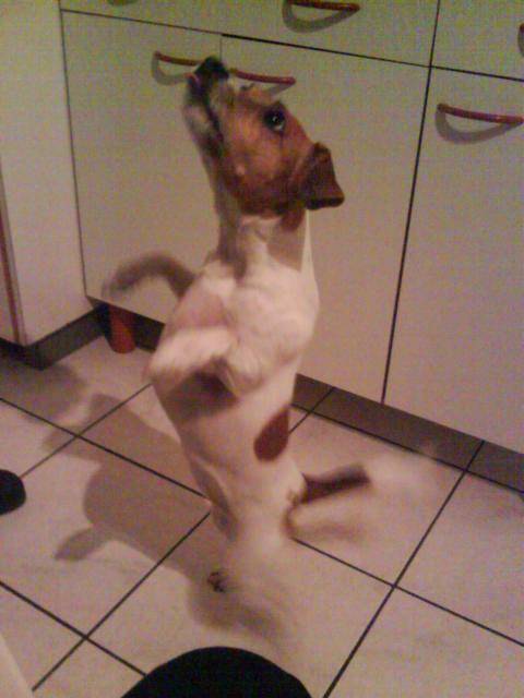 Jack Russell - SHIVA - Jack Russell